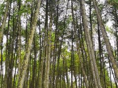 -硗碛藏寨·神木垒景区