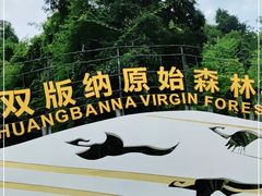 -西双版纳原始森林公园