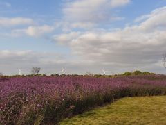 -海上花岛玫瑰园采摘