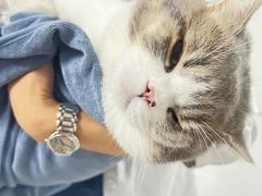 -喜多萌中农锦绣动物医院24H·猫科·牙科MRI·CT