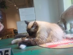 -喵喵咪呀布偶猫咖(春熙路店)