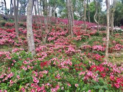 -梧桐山风景名胜区
