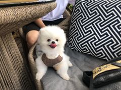 -大隐花事(熊婆婆的花园店)