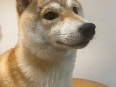 -南京Hallo宠物乐园·哈罗犬舍·柴犬繁育基地