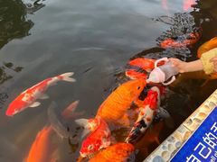 -南湖梦幻岛