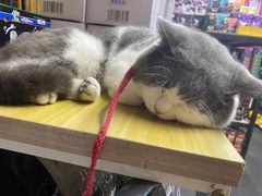 -清平路水族市场