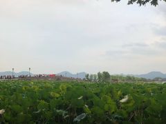 -苏堤停车场