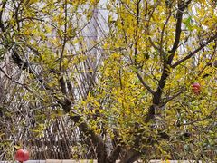 石榴树-潮一不贰·法式甜品·生日蛋糕·西式简餐(外滩店)