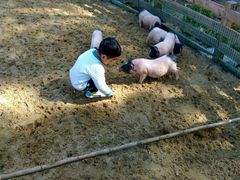 -前小桔亲子创意农场·草莓采摘·露营烧烤