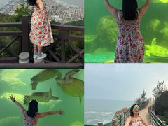 -广东惠东海龟国家级自然保护区