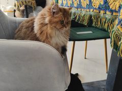 -平行世界·猫咖(首经贸店)