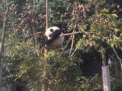 -成都大熊猫繁育研究基地