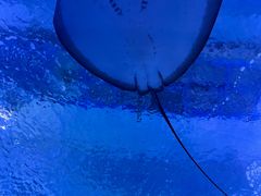 -海合安武汉极地海洋公园