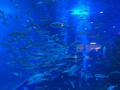 -成都浩海立方海洋公园