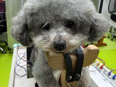 -美联众合动物医院·24h转诊中心