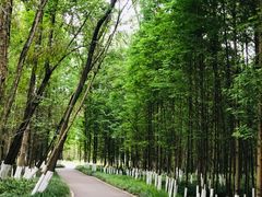 -桤木河湿地公园