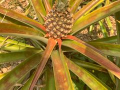 -中国科学院西双版纳热带植物园