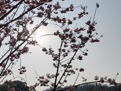 -重庆园博园