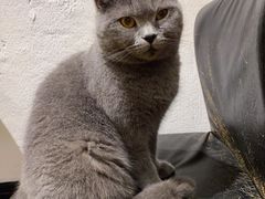 -猫色咖啡·猫咖