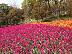 iphone_upload_pic-上海鲜花港