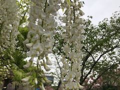 -嘉定紫藤园