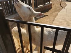 -石家庄市动物园