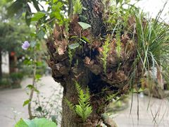 -青城甲(青城山店)