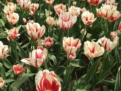 -洛阳郁金香牡丹园