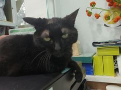 -安安宠医·臻爱宠物医院·宠保定点(营门口路分院)