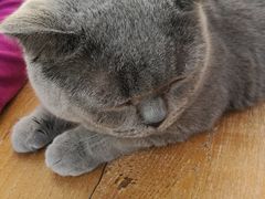 -猫小院猫主题咖啡厅(北锣店)