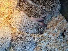 -青石桥花鸟鱼虫市场(叠翠城店)