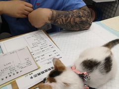 -心语宠物医院·急重症转诊中心·瑞辰华诺(南青路店)