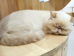 -Heymao猫咖.咖啡厅(东门店)