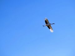 -盐城丹顶鹤湿地生态旅游区