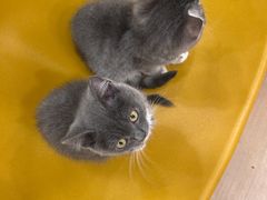 -有喵·猫咖·狗咖·30几只猫10只小狗(岗厦店)