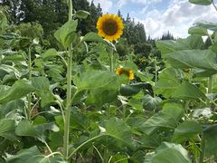 -前小桔亲子创意农场·草莓采摘·露营烧烤