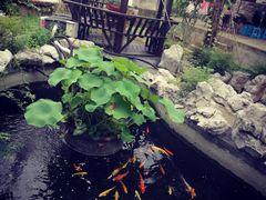 -石塘人家