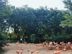 -广州长隆飞鸟乐园