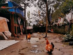-李子坝梁山鸡(李子坝大鸡哥店)