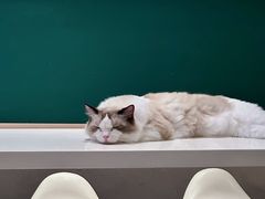 -飞行喵MR PILOT|猫舍·猫咖(静安大融城店)