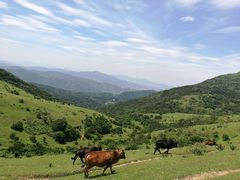 -大姆山草场