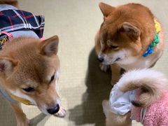 -逗柴咖啡屋·狗咖猫咖宠物桌游