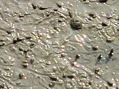 -北海金海湾红树林生态旅游区