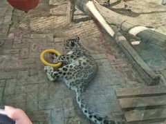 -青藏高原野生动物园