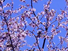 -桃花堤公园