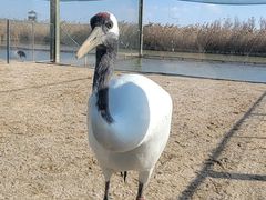 -盐城丹顶鹤湿地生态旅游区