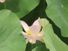 -莲池书院博物馆