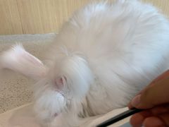 -飞行喵MR PILOT|猫舍·猫咖(静安大融城店)