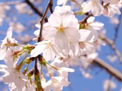 -武汉大学-樱园