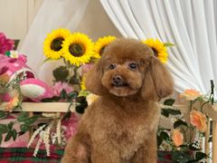 -喜洋洋宠物医院(震川路总店)